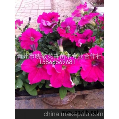 青州草花 矮牵牛 垂吊牵牛 草花价格 青州草花种植基地