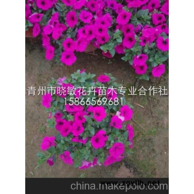 草花矮牵牛 垂吊牵牛 草花价格 青州草花种植基地