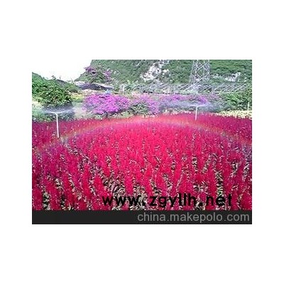 湖南永州草花供应生产国庆用花草花红穗黄穗紫穗 承接订单生产