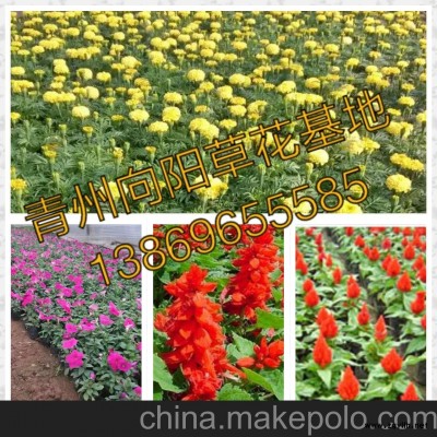 长沙三叶委陵菜繁育基地-向阳园艺供应