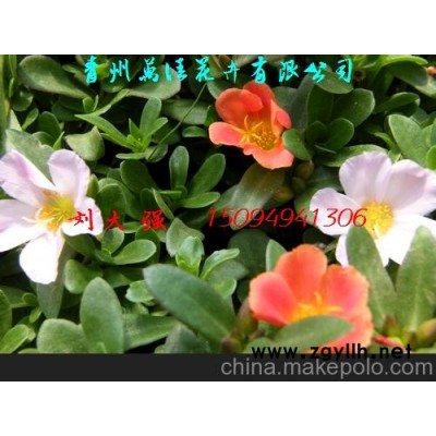 绿化苗木、草花 太阳花图2