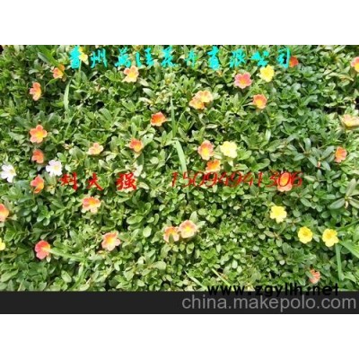 绿化苗木、草花 太阳花图1