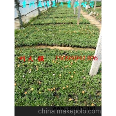 绿化苗木、草花 太阳花图3