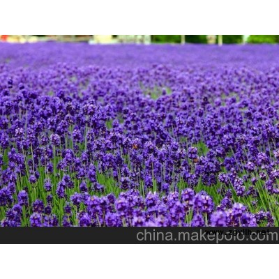 山东薰衣草批发 薰衣草价格 宿根草花供应商