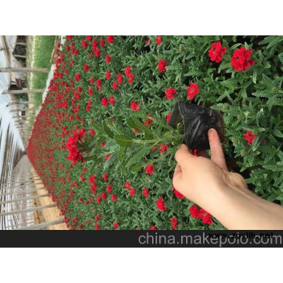 供应美女樱批发基地 垂吊美女樱价格