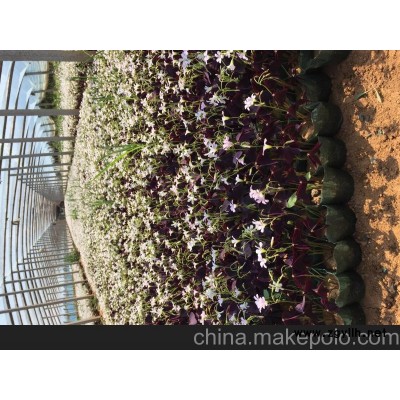 供应绿化草花炸酱草批发价格