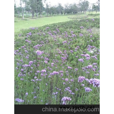 三鸿花卉出售各种草坪及草花