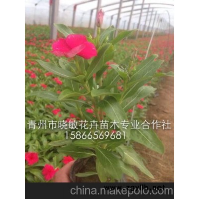 五一用的草花 十一用的草花 草本花卉 长春花 长春花价格