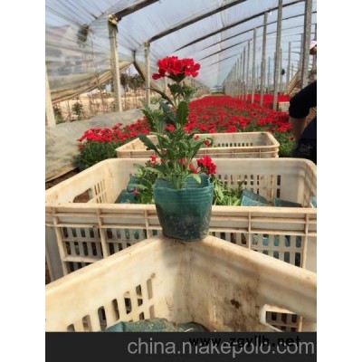 山东绿化草花 绿化草花价格 山东草花价格