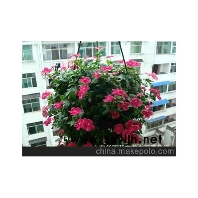 城阳草花长春花、青岛草花长春花批发、青州草花长春花批发。