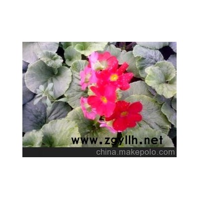 优价大量供应*草花*大花樱草*株型好*花色正