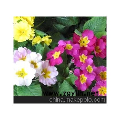 近期报春花 四季报春花 成都草花报春花 草花基地报春