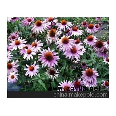 青州向阳花木提供宿根草花松果菊（必看信息）