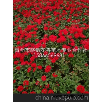 山东青州草花种植基地 青州黄楼草花批发