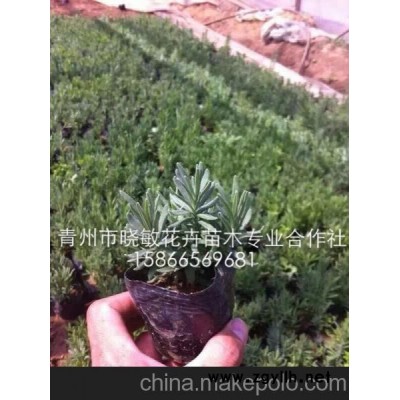 薰衣草 法国薰衣草 普罗旺斯薰衣草 宿根花卉品种 青州草花