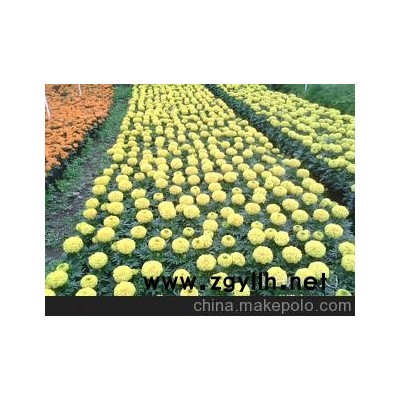 桂林草花花卉生产基地 第二届园博园花坛菊花大量低价供应
