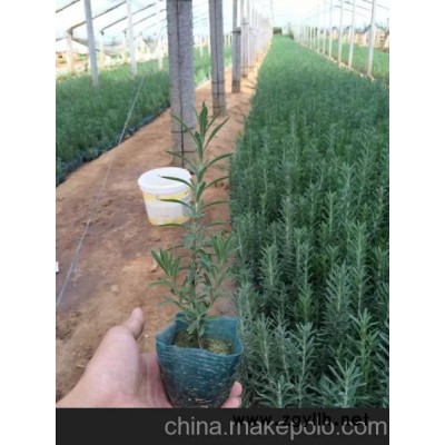 供应薰衣草价格 青州薰衣草价格 供应草花 青州花卉市场