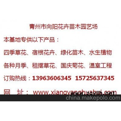 威海丰花月季生产基地一手货源质优价廉