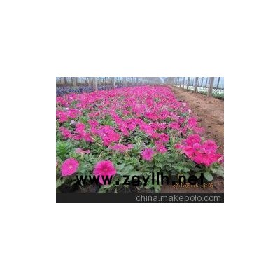 仪征草花基地、宿迁四季草花（必看）