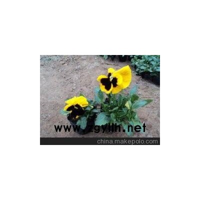 鞍山草花基地 丹东草花种植基地（多图）