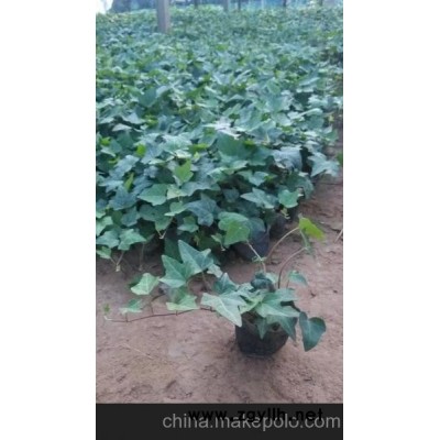 韩城四季草花 榆林草花批发（查询）