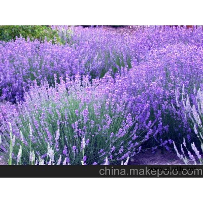 山东薰衣草批发 薰衣草种植基地