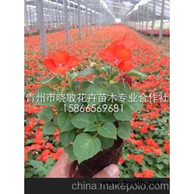 供应四季草花批发基地