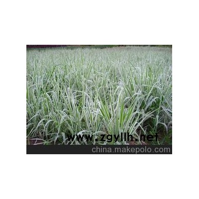 供应绿化草花玉带草批发价格