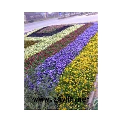 春季时令草花，三色堇，雏菊，矮牵牛