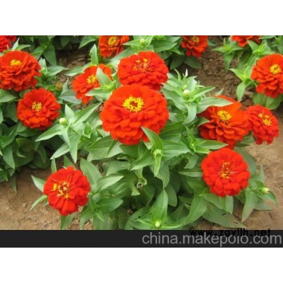 山东百日草价格 百日草批发 绿化草花百日草批发