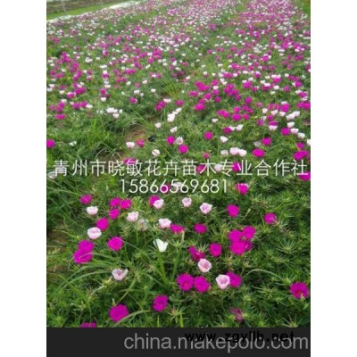 山东绿化草花 绿化草花价格 山东草花批发