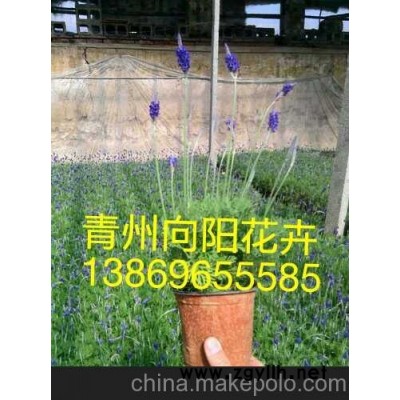 四川雏菊 角堇 三色堇新报价山东青州向阳草花苗木基地