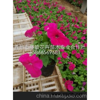 大量供应矮牵牛 各色矮牵牛 垂吊牵牛价格 山东青州草花