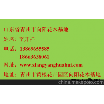 阜阳三色堇种植基地山东青州向阳草花苗木基地供应