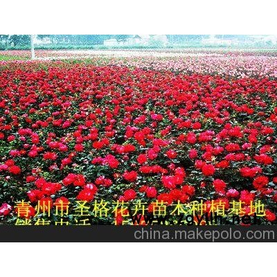 建瓯冬青 晋江四季草花（组图）