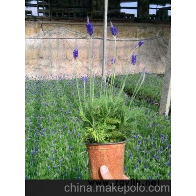 根河青州草花批发、巴彦淖尔草花供应（优惠）