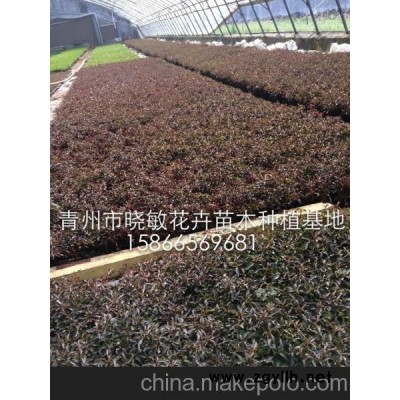 供应绿化草花批发 供应绿化草花价格