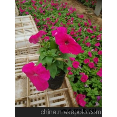 青州黄楼花卉市场 供应青州草花价格