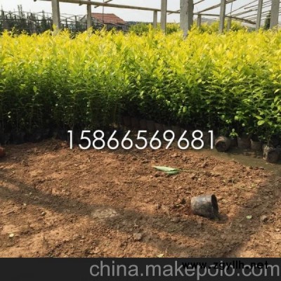 金叶女贞价格穴盘苗批发 女贞小苗价格