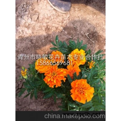 青州草花  山东草花 山东青州草花