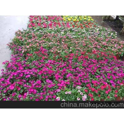 昆山三鸿园艺花卉草花三色堇