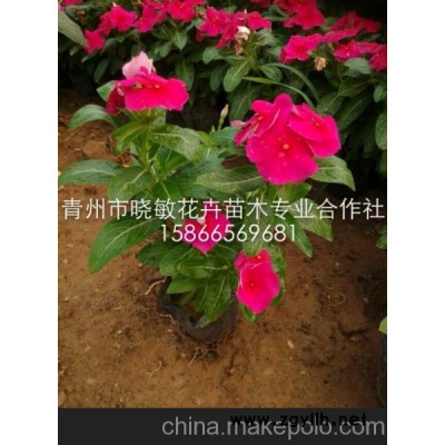 山东草花长春花 青州草花长春花