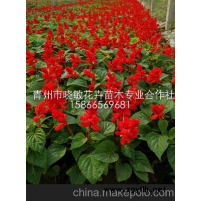 供应山东草花一串红批发基地