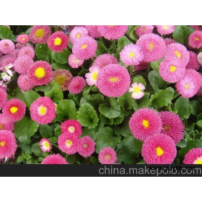 山东黄楼雏菊 角堇 三色堇新报价山东青州向阳草花苗木基地