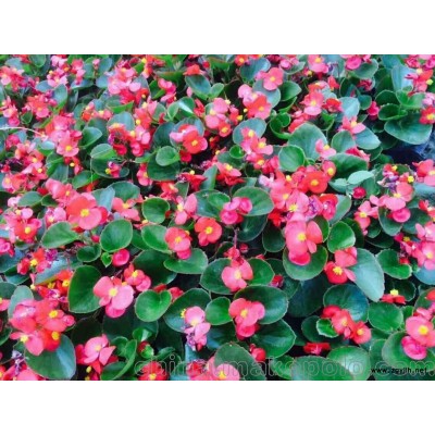 公园绿化草花批发，基地自产自销，量大从优