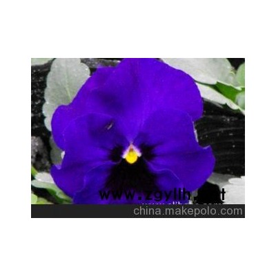 大量优价现货供应*草花*三色堇*株型好*花艳丽