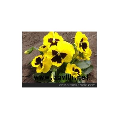 阳泉三色堇价格山东青州向阳草花苗木基地供应