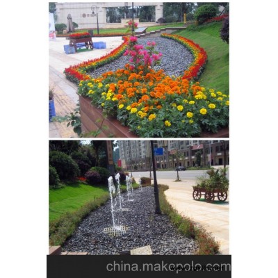 供应长沙草花批发租赁，草花自产自销