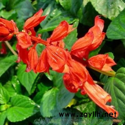 草花的批发价格 草花价格 草花批发