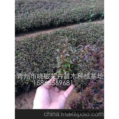 供应五色草批发厂家 五色草种植基地